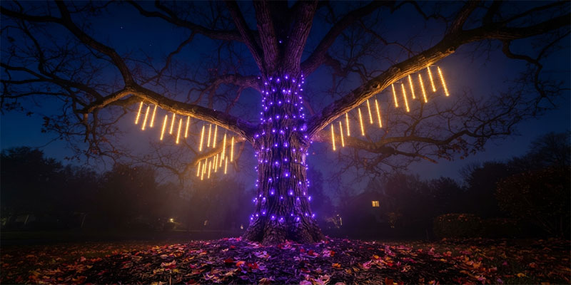 Mature deciduous tree trunk wrapped in dense violet and fiery orange Halloween tree lights against an autumn evening sky
